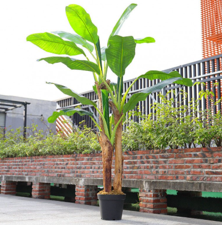 Bụi chuối trước nhà có ảnh hưởng không?